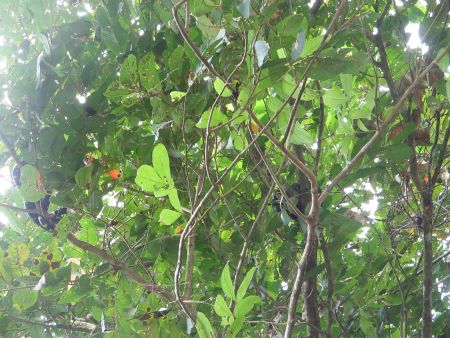 Suchbild: Hier haben sich zwei Giftschlangen versteckt.