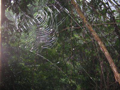 spinnennetz an meinem fenster