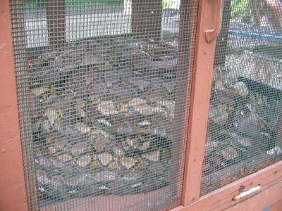 statt kanichen werden hier pythons in den kaefigen gehalten ... vielleicht waren da aber auch erst kaninchen drin, und dann kamen die schlangen ... naja lassen wir das ...
