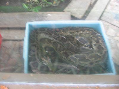 ... snake in a box ... waere bestimmt nen nettes mitbringel gewesen