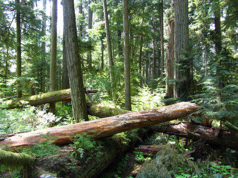 Der Wald wird in seinem ursprünglichen Zustand belassen. Umgestürzte Bäume bleiben liegen