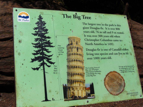 Unglaublich, die Douglastanne die ihr hier unter dem Bild seht ist mit ihren 76 m Höhe und 9m Umfang höher als der schiefe Turm von Pisa und älter als 800 Jahre