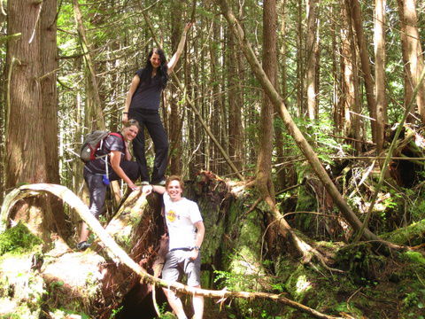 kurzer Regenwald Trail zum Strand