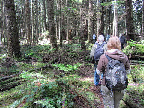 ab in den Wald