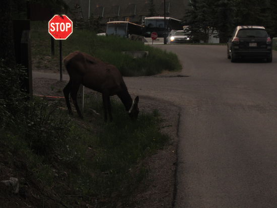 man sieht sie überall