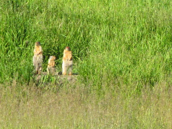 von denen kann ich nicht genug kriegen, die kann man echt stundenlang beobachten. Ground Squirrel, oder Erdhörnchen