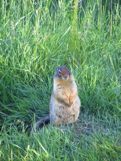 auf dem Weg in die Stadt kommen wir immer an einer Wiese vorbei auf der es nur so wimmelt von denen. aber sie schlagen ziemlich laut Alarm wenn man in die Nähe kommt, also nach ner Zeit nervts