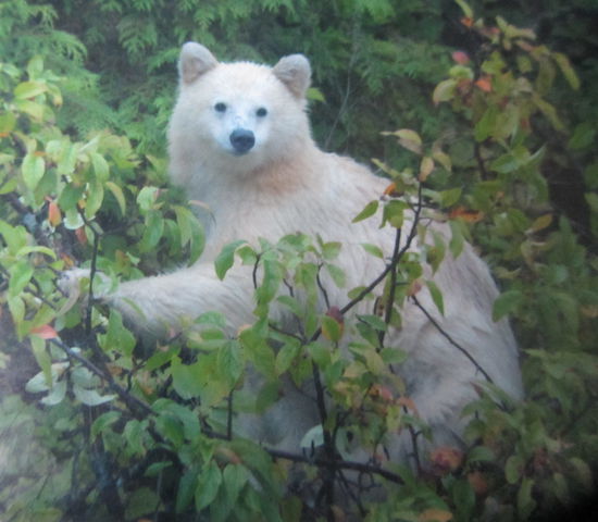 und es gibt auch weiße Schwarzbären, aber den haben wir auch nicht gesehen