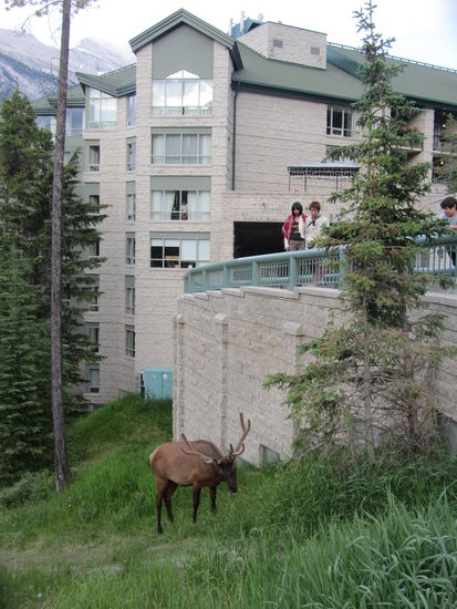 am Hotel wieder angekommen haben wir dann dieses schöne Exemplar entdeckt. gleich oben wo die Leute stehen ist unser Personaleingang, hätten wir uns das Geld auch sparen können