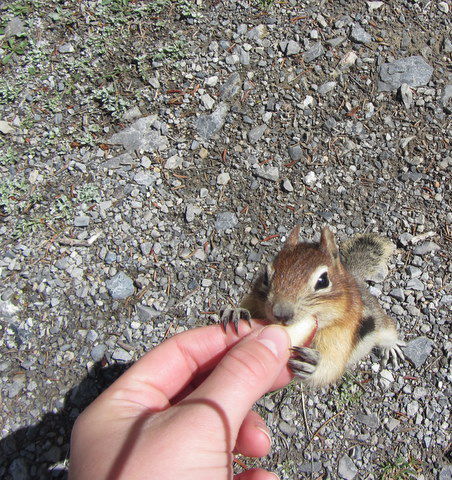 ich weiß, wild animals nicht füttern, aber er sah so hungrig aus..