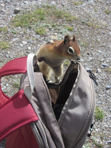dann wurde er aber richtig aufdringlich, wollte in meine Tasche und als ich weiter gehen wollte hing er auf einmal an meiner Hose