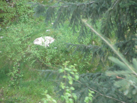 Und dann das Highlight, ich habe einen weißen Wolf gesehen! Ich weiß, nicht allzu gut zu erkennen, aber ich habe es mir nochmal von einem Einheimischen bestätigen lassen. Es gibt dort tatsächlich welche und dieser ist einer von Ihnen!