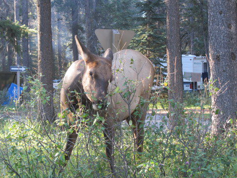 morgendliche Verabschiedung vom Campingplatz