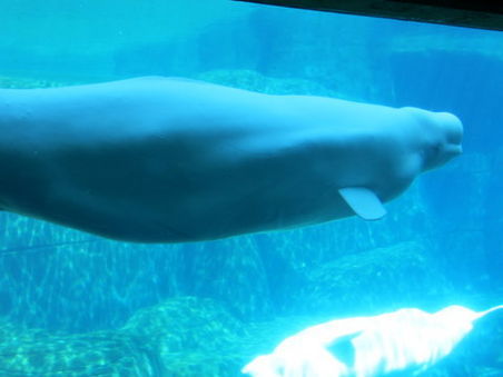 Beluga Wal, lebt in den arktischen und Subarktischen Gewässern