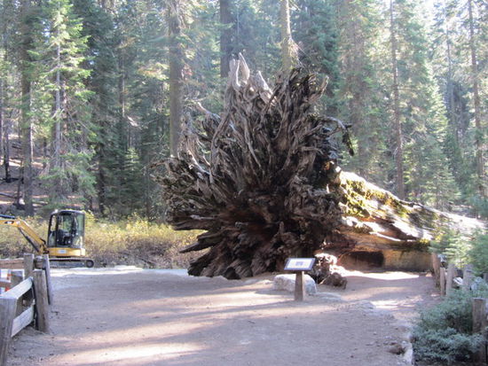 Fallen Monarch, am Anfang des Wanderweges