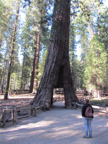California Tunnel Tree, wurde ausgehöhlt um die Durchfahrt von Kutschen zu ermöglichen