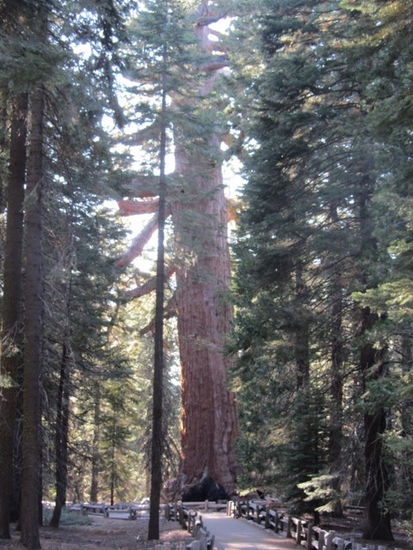 Grizzly Giant, ca 1800 Jahre alt und einer der grössten im Mariposa Grove