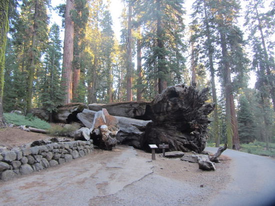 Wawona Tunnel Tree, 1969 durch Schneelast zusammen gebrochen. Auch hier hatte man einen Tunnel für Autos geschaffen.