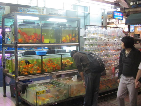 Goldfish Market in Mongkok, mit bereits abgepackten Fischen