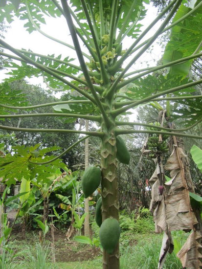 Papaya