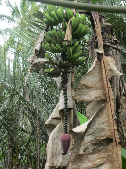Banane und darunter die Blüte, die man wie ich gelernt habe essen kann, soll sehr lecker sein