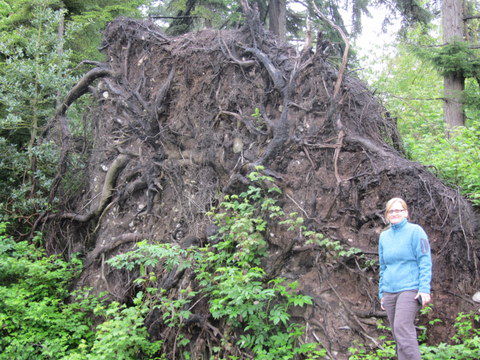 Entwurzelter Baum, was für Dimensionen!