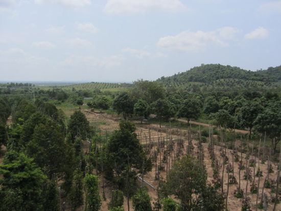 Pfefferplantage