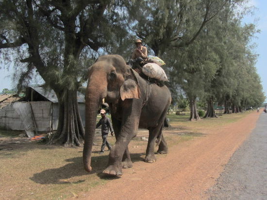 keine Ahnung was der hier macht.. hatte seit Thailand keine Elefanten mehr gesehen.