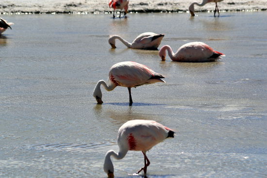 Flamingos