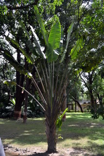 Das ist ein "Traveller Tree" ein "Reisebaum". Bei Regen lief das Wasser den Blättern und Stielen entlang und blieb in der Pflanze, so hatten Reisende immer eine Reserve an Wasser.
