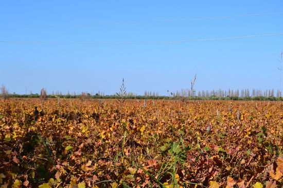Herbststimmung im Mai - ungewöhnlich für uns !!!