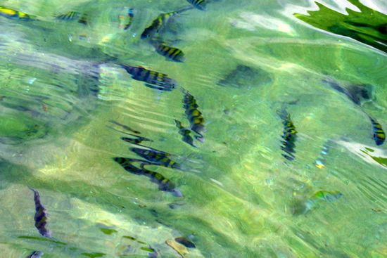 Schön zum schnorcheln.
Viele schöne Fische ...