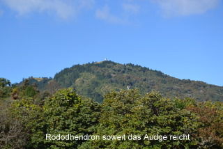 Jetzt sollte man sich den ganzen Wald in voller Blüte vorstellen (April - Mai)