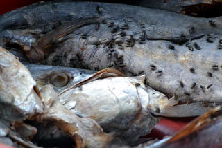 Fisch mit vielen Fliegen