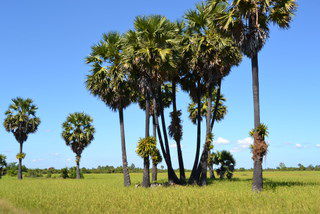 Rund um Ankor Wat