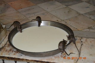 Hier haben die Ratten es wirklich gut.