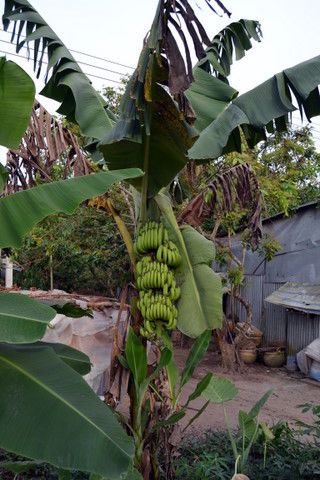 Direkt vor der Tür ... praktisch! Bananen,