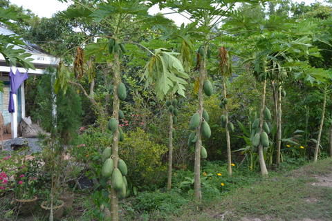 Papaya, ...