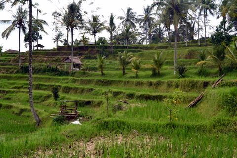 Typisches Bild von Bali's Reisterrassen.