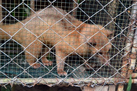 Das Geschmacksgeheimnis von Kopi Luwak: Zibetkatzen verspeisen die Kaffeebohnen und scheiden sie unverdaut wieder aus.