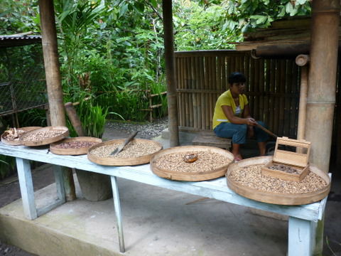 Die verschiedenen Kaffeesorten: Der berühmte teuerste Kaffee der Welt: LUWAK - Kaffee (kl. Dose) kostet um die 600 €/Kilo, Bali-Kaffee, Robusta und Arabica.