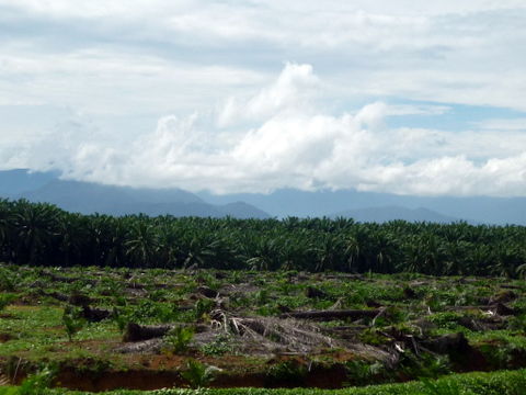 Auf dem Weg nach Buking Lawang sahen wir kilometerlange Palmölplantagen, für die grosse Flächen Dschungel weichen mussten.
Mehr Infos erhaltet ihr hier: Zerstörung des Regenwalds dank Palmöl.
Erschreckend !!!!!!!!!!!!!!!!!!!!!!! Das nennt man dann BIO - TREIBSTOFF