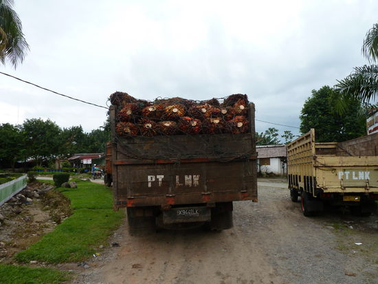 Die fetthaltigen Früchte der Ölpalme werden für die Gewinnung von Öl aufgearbeitet
Überall fuhren die LKW's mit den 'kostbaren' Früchten der Palme, die zu einer der Raffinerien gebracht wurden.