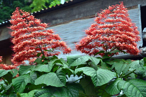 Riesige Blumen