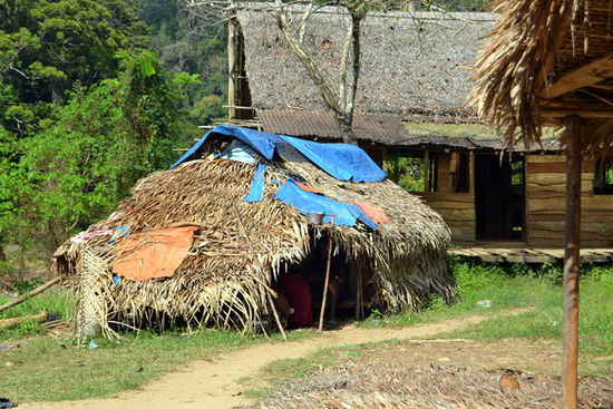 Ein Orang-Asli Dorf
Die Orang Asli zogen sich vor den Nachwanderern zumeist in die höher gelegenen Hügel- und Bergregionen zurück,sie leben oft halbnomadisch und in primitiven Verhältnissen. Im Taman Negara dürfen sie ihrem traditionellen Leben weiterhin nachgehen.
So wird es beschrieben aber in Wirklichkeit sind sie zu einer gewinnbringenden (für die Touenranbieter) Touristenattraktion geworden. Es war beschämend wie sich viele Touristen benahmen ... respektlos ... als wären sie im ZOO !!!