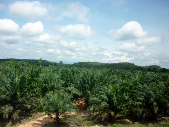 Auf dem Weg dahin ... wie auch schon in Indonesien: Palmölplantagen, so weit das Auge reicht ...