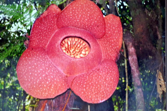 Die grösste Blüte der Welt: Rafflesia, sie kann bis zu einem Meter Durchmesser erreichen!