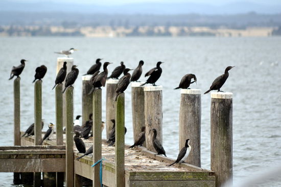 Viele Vögel ...