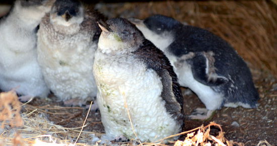 Die kleinsten, nur 30 cm großen, Pinguine haben hier ihre Brutplätze und werden sehr gschützt!