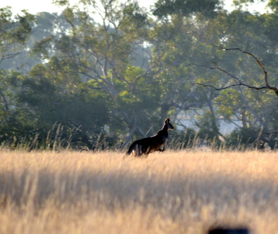 Hase konnten wir nicht fotografieren, war zu klein